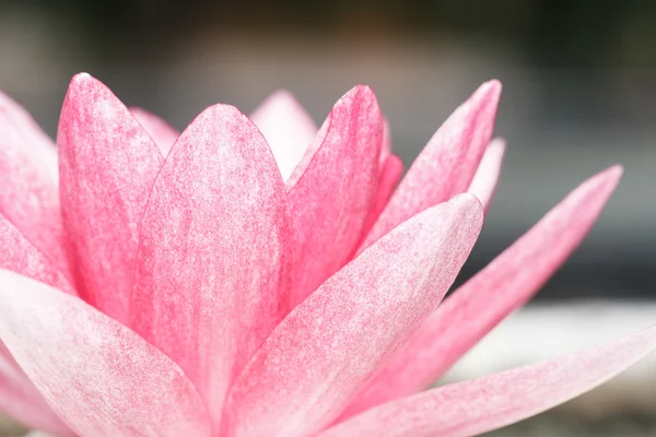 Pink water lily in pond — Stock Photo, Image