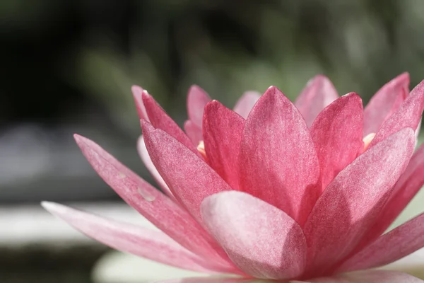 Pink water lily in pond — Stock Photo, Image