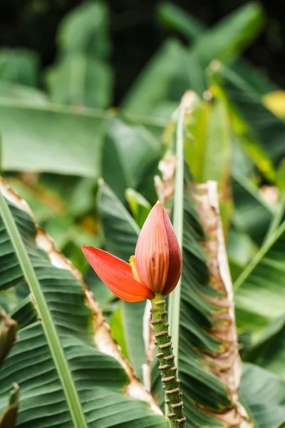 Flor de plátano en jardín — Foto de Stock