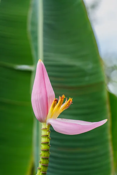 バナナの花の庭 — ストック写真