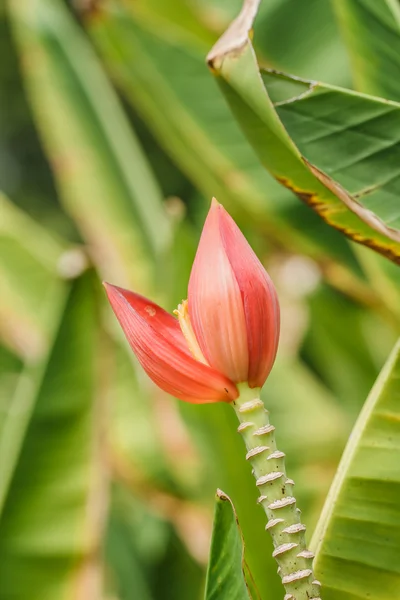 バナナの花の庭 — ストック写真