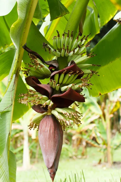 Banana flower in garden — Stock Photo, Image