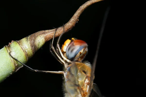 Libelle auf Blatt — Stockfoto