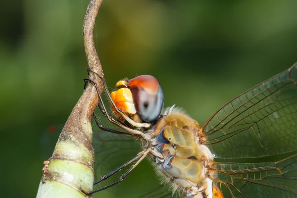 Dragonfly op blad — Stockfoto