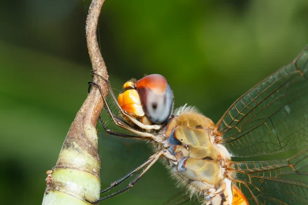 Libellula sulla foglia — Foto Stock