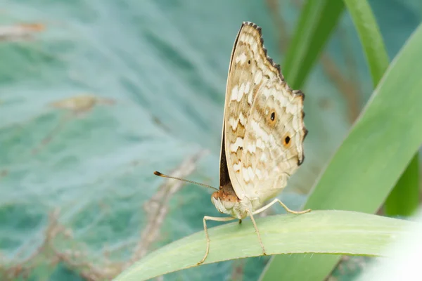 Mariposa marrón sobre hoja verde —  Fotos de Stock