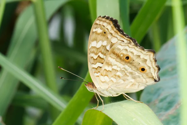 Yeşil yaprak üzerinde kahverengi kelebek — Stok fotoğraf