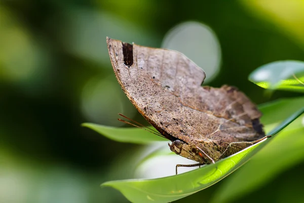 Orange oak leaf butterfly — Stock Photo, Image