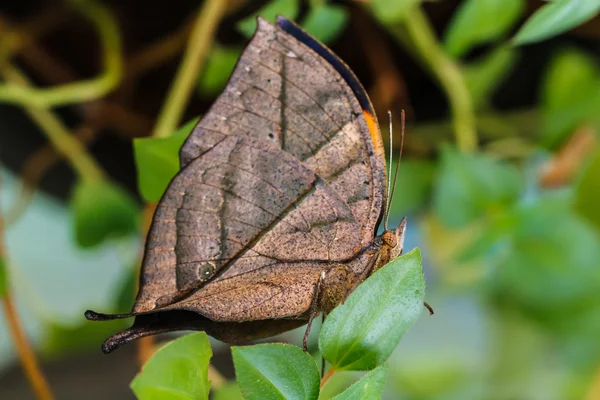 Orange oak leaf butterfly — Stock Photo, Image
