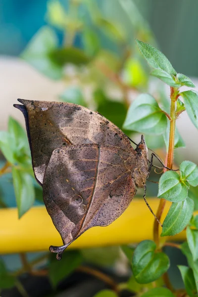 Бабочка из листьев апельсина — стоковое фото