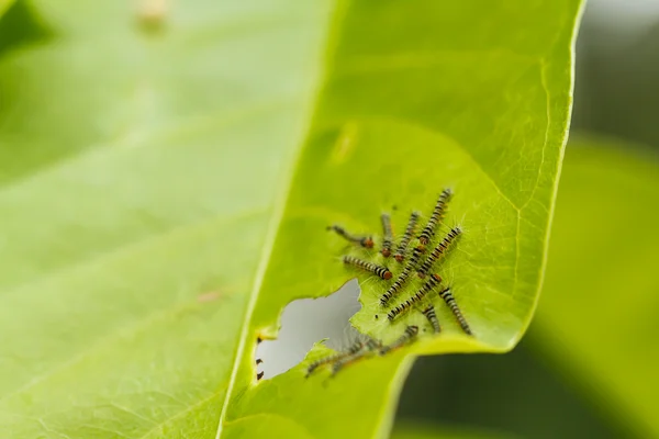 Caterpillars on green leaf — Stock Photo, Image