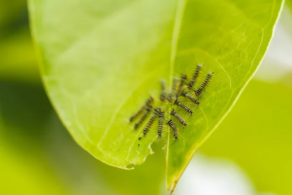 Chenilles sur feuille verte — Photo