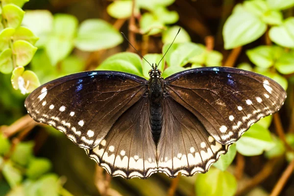 Mariposa negra — Foto de Stock