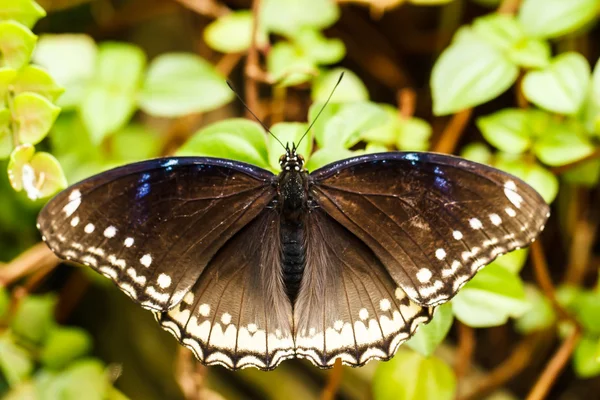 Black Butterfly — Stock Photo, Image