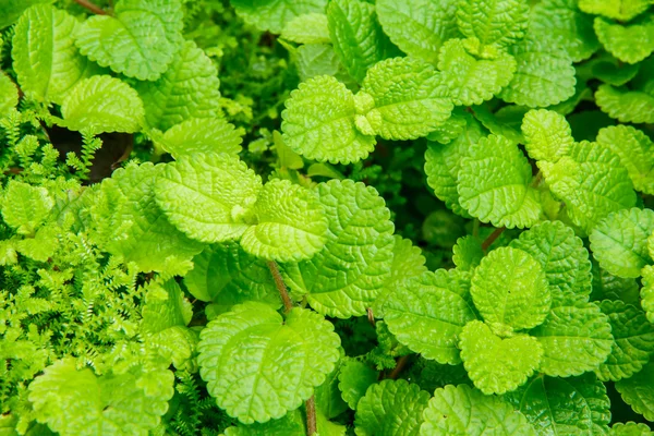 Hojas de menta textura —  Fotos de Stock