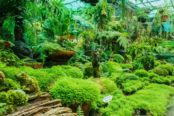 Ollas en el jardín con musgo . — Foto de Stock