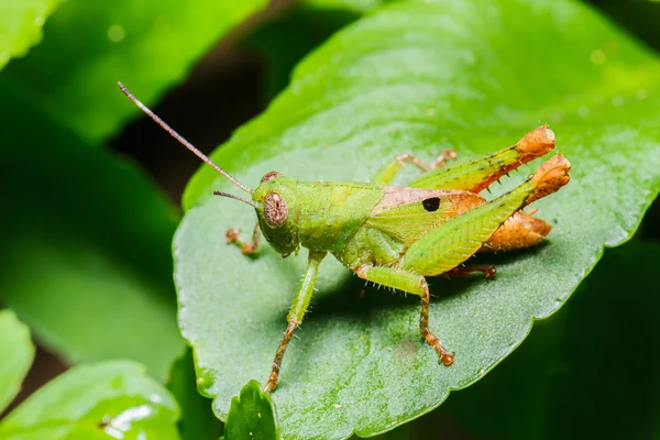 Green grasshopper on leaf — Stock Photo, Image