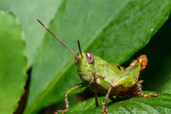 Grasshopper verde en hoja — Foto de Stock