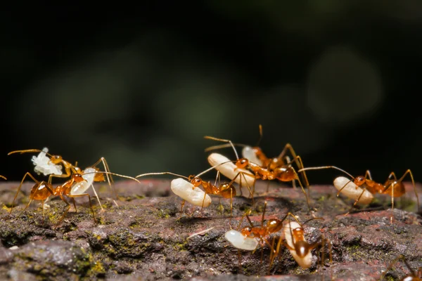 Ant are carrying eggs — Stock Photo, Image