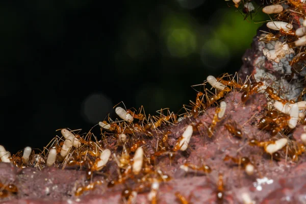 Formiga estão carregando ovos — Fotografia de Stock