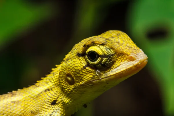 Thailand chameleon on green leaf — Stock Photo, Image