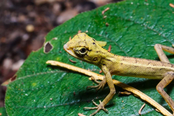 Thailand chameleon on green leaf — Stock Photo, Image