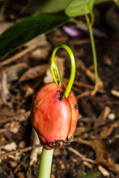 The trees are sprouting seeds — Stock Photo, Image