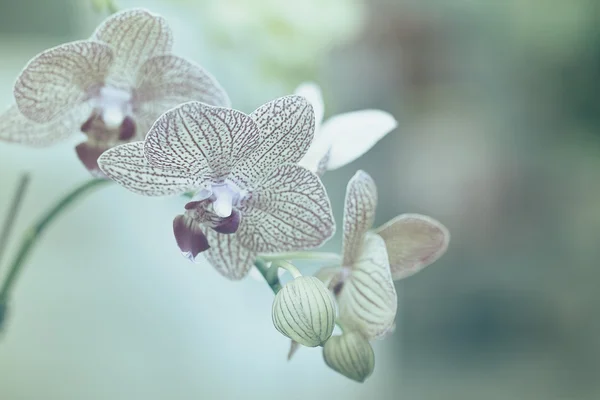 Orchidée dans le jardin — Photo