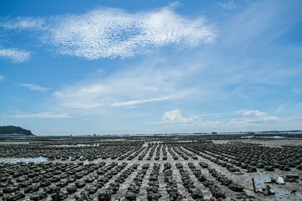 Fazenda de ostras Ban Ang Sila, Tailândia — Fotografia de Stock