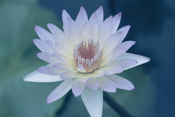 Seerose im Teich — Stockfoto