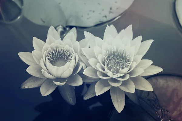 Water lily in pond — Stock Photo, Image