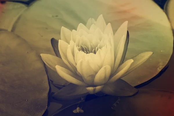 Water lily in pond — Stock Photo, Image