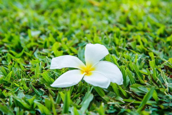 Plumeria on grass Royalty Free Stock Images