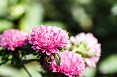 Bahçedeki kasımpatı çiçekleri