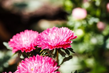 Bahçedeki kasımpatı çiçekleri