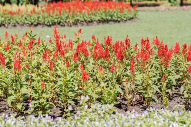 Bahçedeki çiçekler