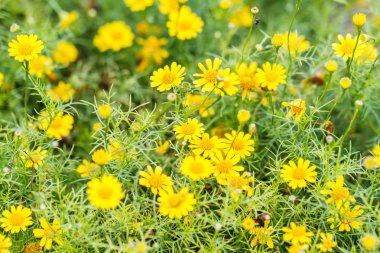 Dahlberg papatya çiçekleri