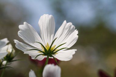 Bahçede kozmos çiçekleri