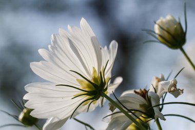 Bahçede kozmos çiçekleri
