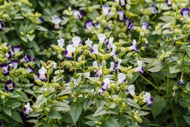 lades kemiği çiçek