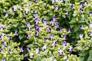 lades kemiği çiçek