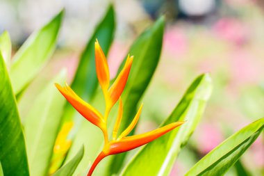  canna çiçekflor de caña