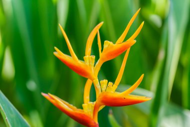  canna çiçekflor de caña