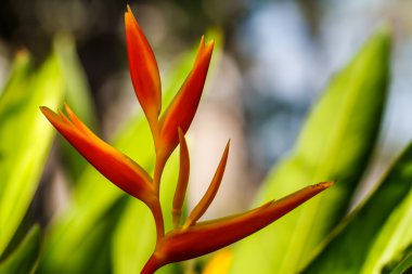  canna çiçekflor de caña