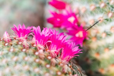 kaktüs şeklinde küre yakın çekim 