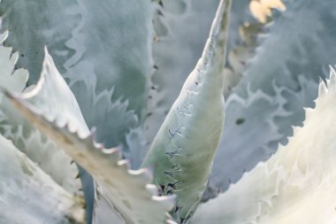kaktüs şeklinde küre yakın çekim 