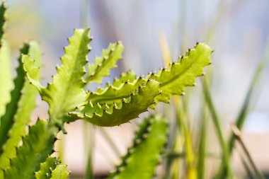 kaktüs şeklinde küre yakın çekim 