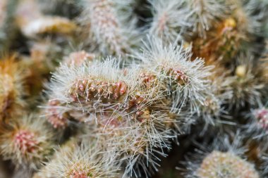 kaktüs şeklinde küre yakın çekim 