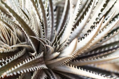 Dyckia makro çekim