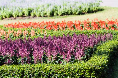 Bahçedeki çiçekler